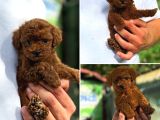 Kore Poodle Kısa Kuyruk Orjinal Redbrown