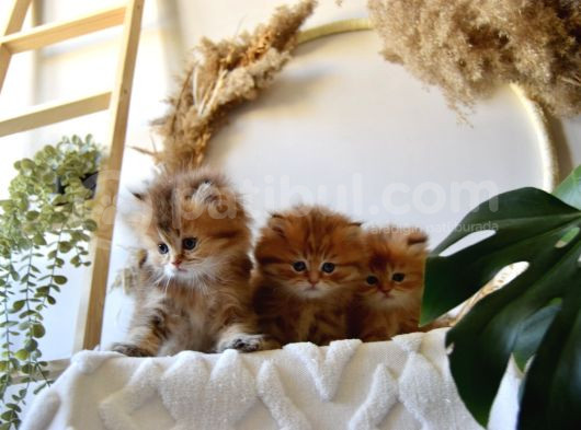 Safkan Ful Şecereli Golden British Longhair Bebeklerim görsel