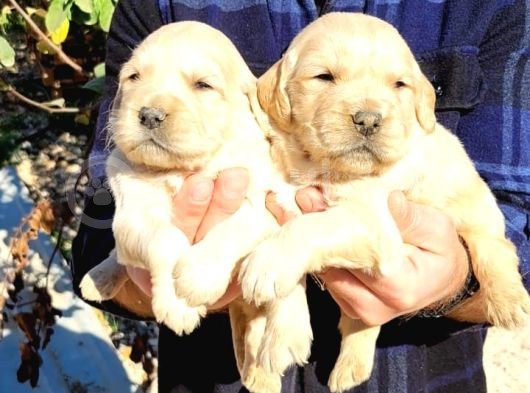 Golden Retriever Bebekler görsel