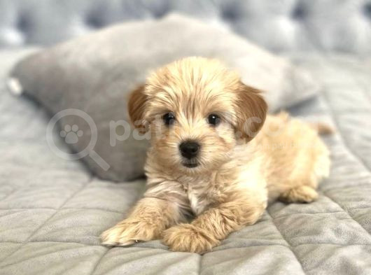 Safkan Malti̇poo Bebekleri̇mi̇z görsel