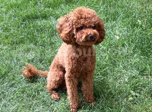 3 Kg  Kore Toy Poodle Oğluma Eş görsel