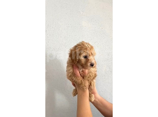 Wc Eğitimli Mini Boyda Maltipo Yavrularım görsel