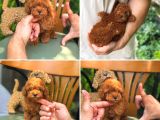 Kore Poodle Kısa Kuyruk Orjinal Redbrown