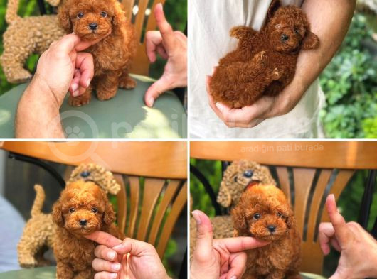 Kore Poodle Kısa Kuyruk Orjinal Redbrown görsel