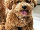 Kahve Tonlu Mini Boy Puppy Sevimli Yavrular Malti̇po Ci̇nsi̇ 