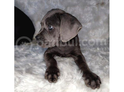 Üst Kalite Blue Cane Corso Italiano Yavrumuz