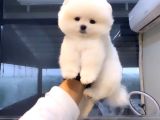 Pomeranian Tedybear Yavrular