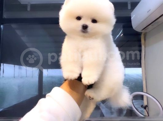 Pomeranian Tedybear Yavrular görsel
