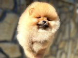 Pomeranian orange TedyBear
