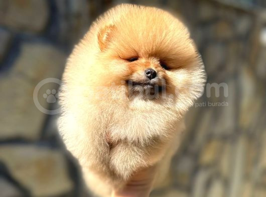 Pomeranian Orange Tedybear