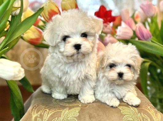 Gerçek Maltese Bebekler