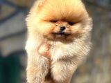 Pomeranian Orange Tedybear