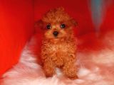 TEACUP 2 KG GARANTİSİ ALTINDA KIRMIZI RED TOOY POODLE 