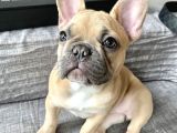 French Özel Fawn Renk Yavrular Her Eve Lazım