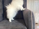 8 Aylik Pomeri̇an Boo