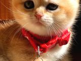 A kalite BRİTİSH SHORTHAİR GOLDEN  yavrular