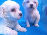 Birbirinden Sevimli Maltese Terrier Yavrularımız Candostumd