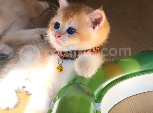 A Kalite Bri̇ti̇sh Shorthai̇r Golden  Yavrular görsel