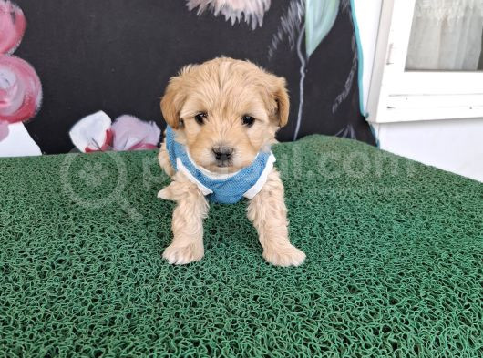 Kg Garantili Büymeyen Tüy Dökmeyen Bebeğim görsel