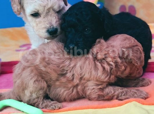 Muhteşem Güzellik Muhteşem Kalite Toy Poodle Yavrularımız görsel