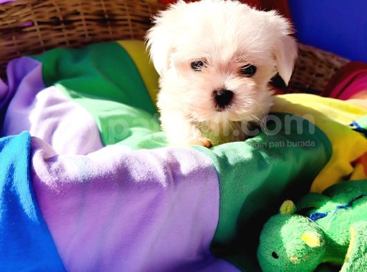 Birbirinden Sevimli Maltese Terrier Yavrularımız Candostumd görsel