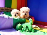 Birbirinden Sevimli Maltese Terrier Yavrularımız Candostumd