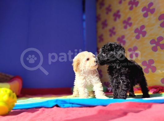 Muhteşem Güzellik Muhteşem Kalite Toy Poodle Yavrularımız görsel