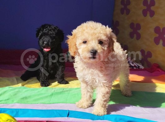 Muhteşem Güzellik Muhteşem Kalite Toy Poodle Yavrularımız görsel