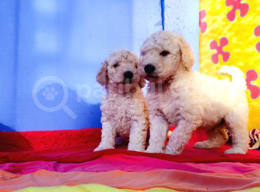 Dev Poodle Yavrularimizda Dev Kampanya Sözleri̇ Bekli̇yor görsel