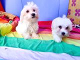 Birbirinden Sevimli Maltese Terrier Yavrularımız Candostumd