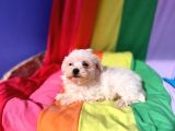 Birbirinden Sevimli Maltese Terrier Yavrularımız Candostumd