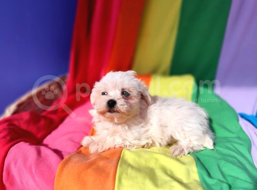 Birbirinden Sevimli Maltese Terrier Yavrularımız Candostumd görsel