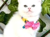 Karbeyazı 2 Dişi Boncuk British Shorthair Kızlarım