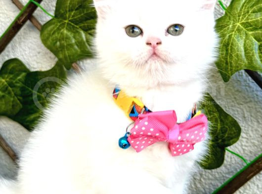 Karbeyazı 2 Dişi Boncuk British Shorthair Kızlarım görsel