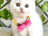 Karbeyazı 2 Dişi Boncuk British Shorthair Kızlarım
