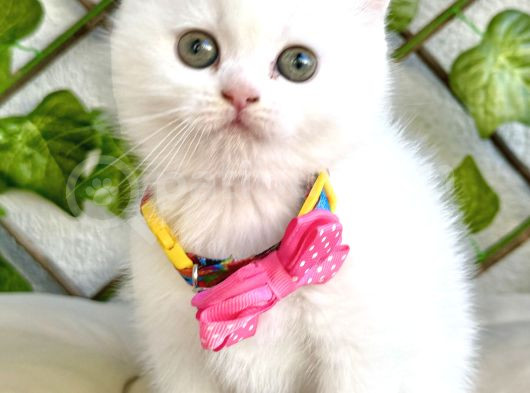Karbeyazı 2 Dişi Boncuk British Shorthair Kızlarım görsel