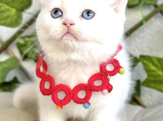 Karbeyazı 2 Dişi Boncuk British Shorthair Kızlarım