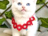 Karbeyazı 2 Dişi Boncuk British Shorthair Kızlarım