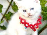 Karbeyazı 2 Dişi Boncuk British Shorthair Kızlarım