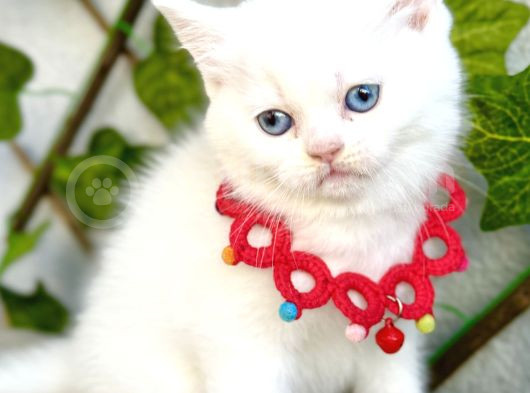 Karbeyazı 2 Dişi Boncuk British Shorthair Kızlarım görsel