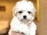 Gerçek Maltese Bebekler