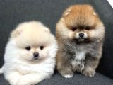Safkan Pomeranian yavrular