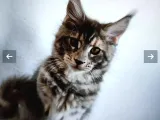 Muhteşem Renk Ve Dopdolu Secereli Safkan Maine Coon