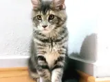 Muhteşem Renk Ve Dopdolu Secereli Safkan Maine Coon
