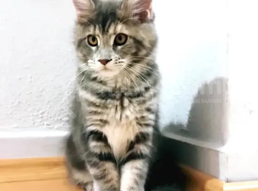 Muhteşem Renk Ve Dopdolu Secereli Safkan Maine Coon görsel