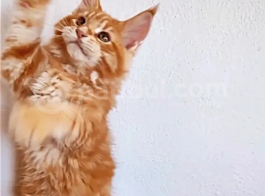 Muhteşem Renk Ve Dopdolu Secereli Safkan Maine Coon