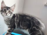 Muhteşem Renk Ve Dopdolu Secereli Safkan Maine Coon