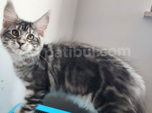 Muhteşem Renk Ve Dopdolu Secereli Safkan Maine Coon görsel