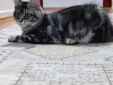 Muhteşem Renk Ve Dopdolu Secereli Safkan Maine Coon
