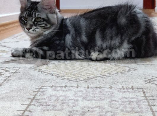 Muhteşem Renk Ve Dopdolu Secereli Safkan Maine Coon görsel